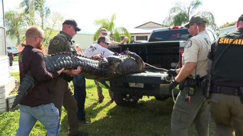 85 Year Old Woman Killed After Incident With Alligator In Southeast