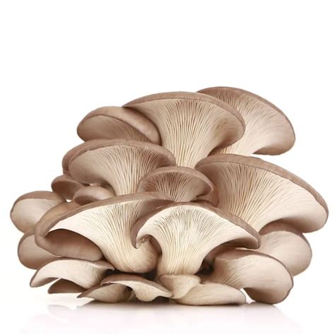 Chinese Oyster Mushroom Extract Powder Factory