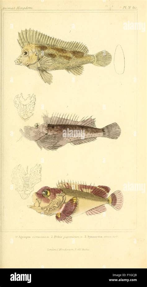 This Comprehensive Work Classifies The Animal Kingdom Based On Its