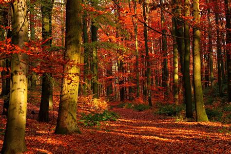 Foto Natur Herbst Wälder Jahreszeiten