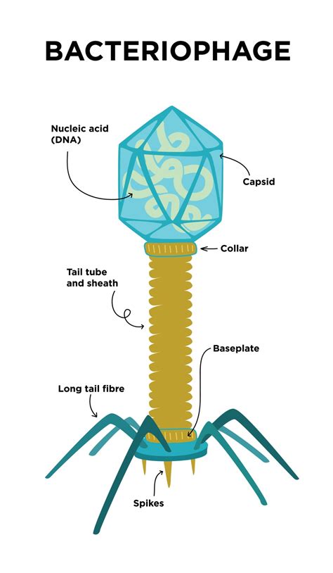 ilustração plana das estruturas e anatomia do bacteriófago 2223232