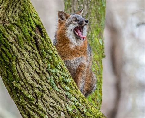 The Wild Truth About Foxes The Laurel Of Asheville