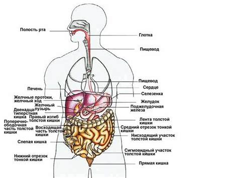 Анатомия человека Строение и расположение внутренних органов человека