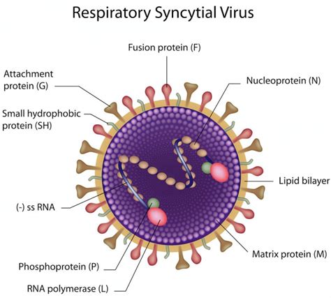 Respiratory Syncytial Virus Rsv Pediatric Pulmonologists