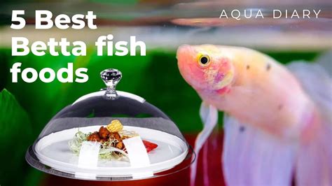 Best Betta Foods For Your Betta Fish Aquadiaryofficial