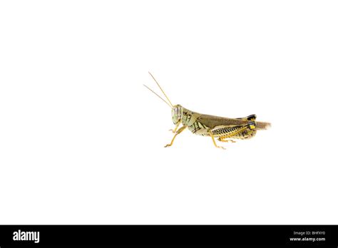 Bug Antennas Cut Out Stock Images And Pictures Alamy