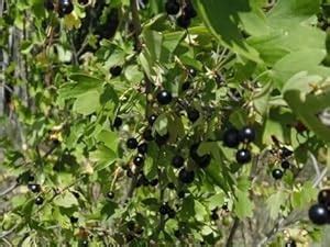 Amazon.com : Set of 6 Live Oregon Mountain Huckleberry Plants Live Black Berries : Patio, Lawn ...