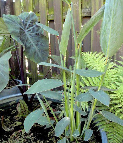 Thalia Dealbata Powdery Alligator Flag Plant Lust