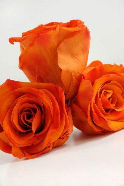 Preserved Roses 2 5in Sunset Orange 6 Roses