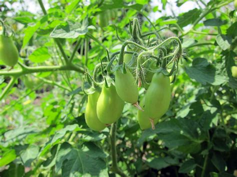 La Roma Tomatoes The La Roma Tomatoes Grew From Seeds Tha Flickr