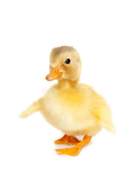 Cute baby duck stock image. Image of newborn, isolated - 50359031