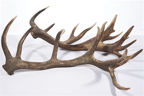 Cast Stag Antlers - Shapiro Auctioneers