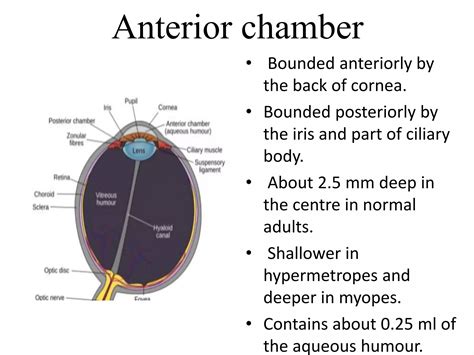 Anterior And Posterior Segment Of Eye Ppt