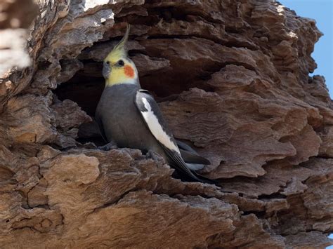 Cockatiel Nesting Behavior Eggs Faqs Birdfact