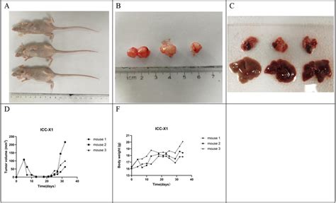 Tumorigenicity In The Balb C Nude Mice A B Icc X Rapidly Formed
