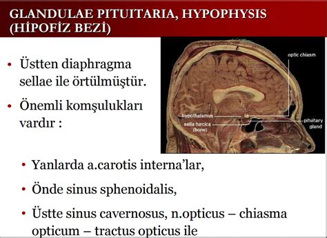 Gl Pituitaria Hypophysis Hipofiz Bezi Anatomisi Anatomi Web Tr