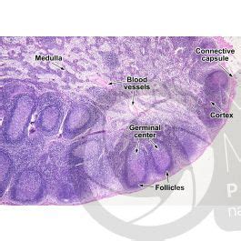 Mammal Lymph Node Transverse Section 32X Mammals Mammals