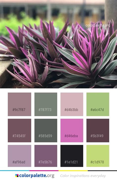 Orchid Color Palette Ideas