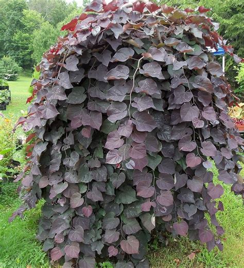 багрянник канадский Ruby Falls | Garden plants design, Garden trees ...