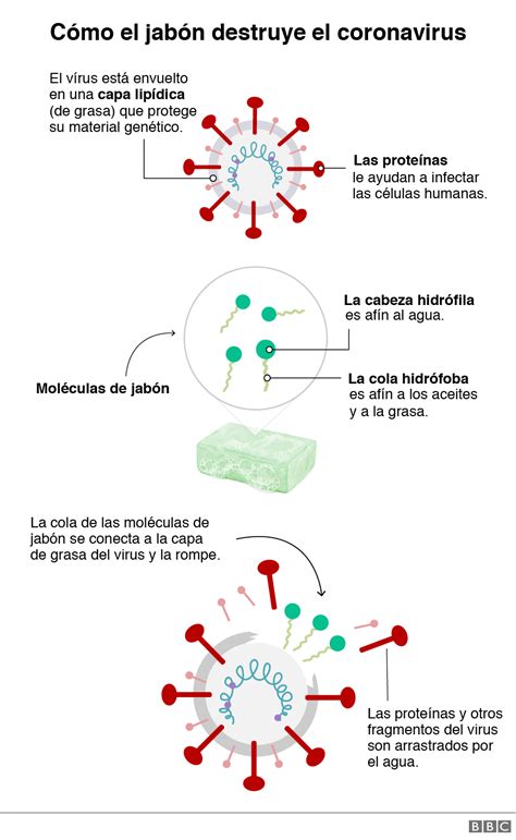 Coronavirus Qu Le Hace El Jab N Al Virus Causante De La Covid