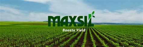 Maxsil Silicon Fertilisers Maxsilsilicon Twitter