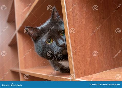 Black Cat Hiding Stock Photo Image 55855530