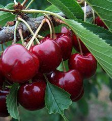 Self-Fertile Cherry Tree with Sweet Fruit - Sweet Delicious Cherries ...