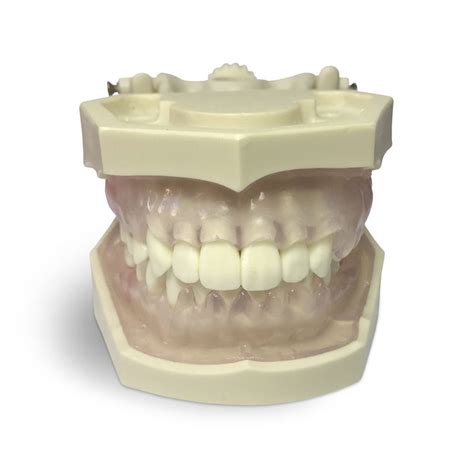 Modelo anatômico de dentição E11 GP GF Dental de gengiva para