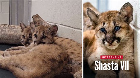 University Of Houston Introduces New Mascot Shasta Vii After 2 Cougar