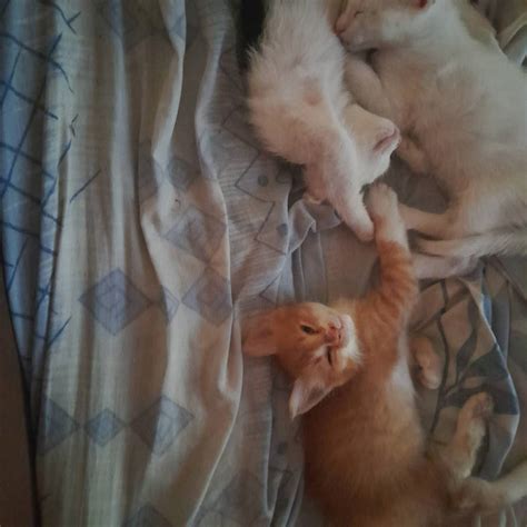 Sleeping Kitties by Jon26-infinity on DeviantArt