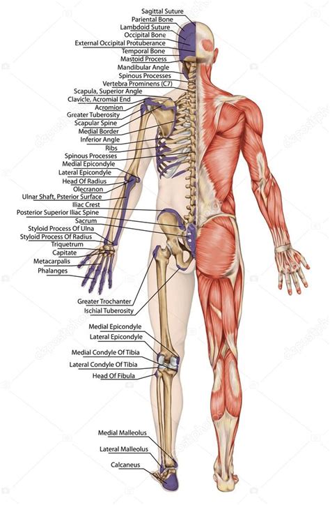 Cuerpo anatómico esqueleto humano anatomía del sistema óseo humano