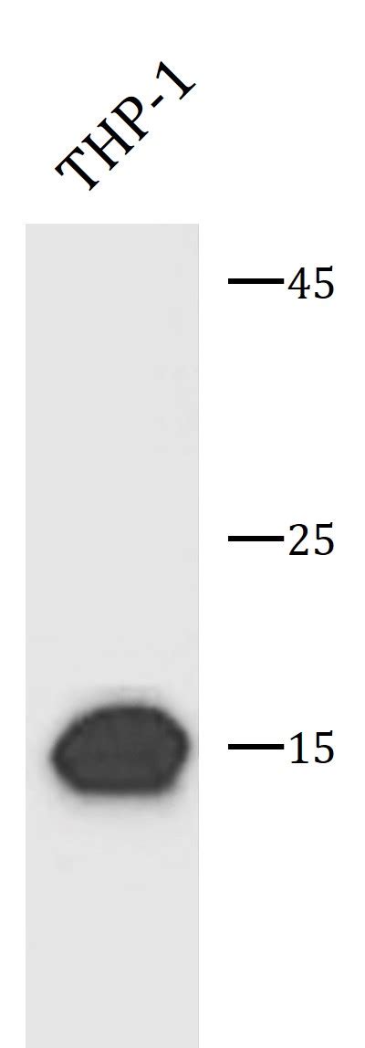 Anti AIF1 Iba 1 Antibody ARG67006 Arigo Biolaboratories