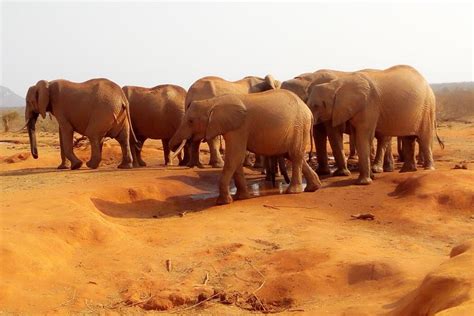 Tripadvisor 2 Daagse Wildlife Experience In Tsavo East National Park