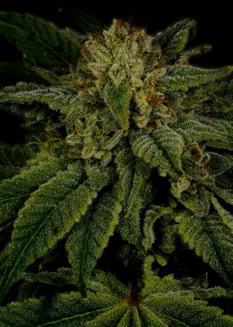 Sour Diesel Cannabis Strain Information - GrowDiaries