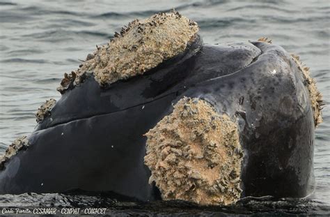 Eubalaena australis Mamíferos Fin del Mundo Tierra del Fuego