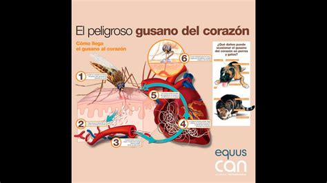 Dirofilariosis Gusano Del Corazon YouTube