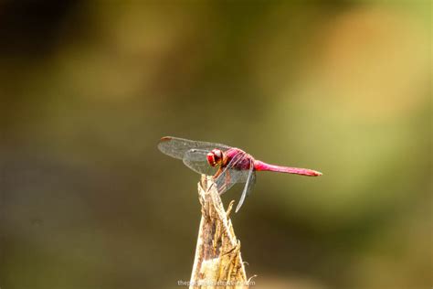 Mindo Birdwatching Tour Birding Tour All You Need To Know