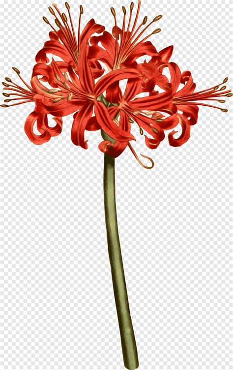 Discover More Than Tokyo Ghoul Red Spider Lily Tattoo Best In