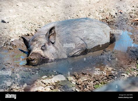 One Pig Is Lying Side By Side On The Ground Comfortably Among The Mud