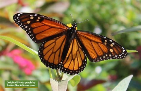 Viceroy Butterfly, description, characteristics, facts, size, photographs