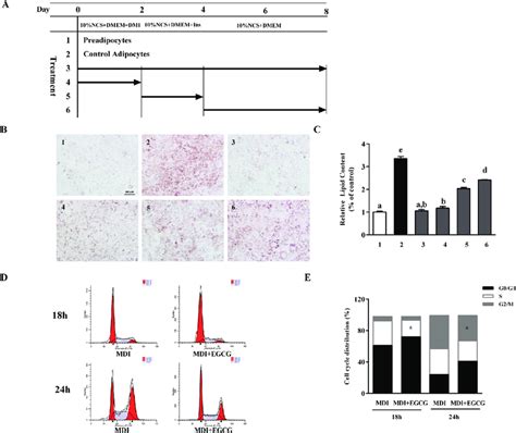 Protective Effect Of Egcg On T L Preadipocyte Differentiation Mainly