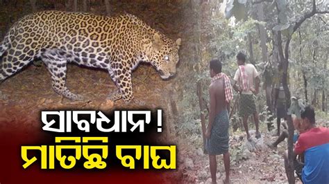 Sambalpur 7 Goats Killed By Tiger In Redhakhol Locals Panic