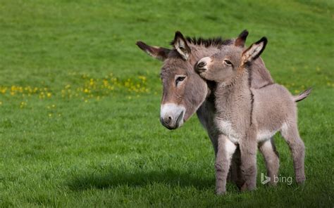 Ane du Cotentin donkey (Equus asinus) in meadow with foal, Normandy ...