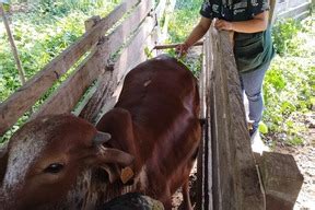 Inia Brinda Asistencia T Cnica Sobre Mejoramiento Gen Tico De Ganado A