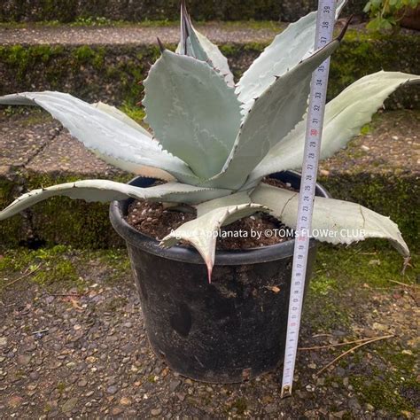 Agave Applanata Winterhart Kaufen Auf Ricardo