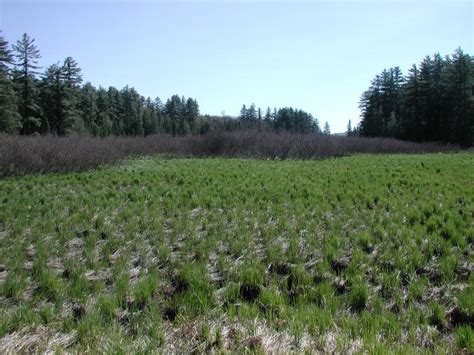 Sedge Meadow Guide New York Natural Heritage Program