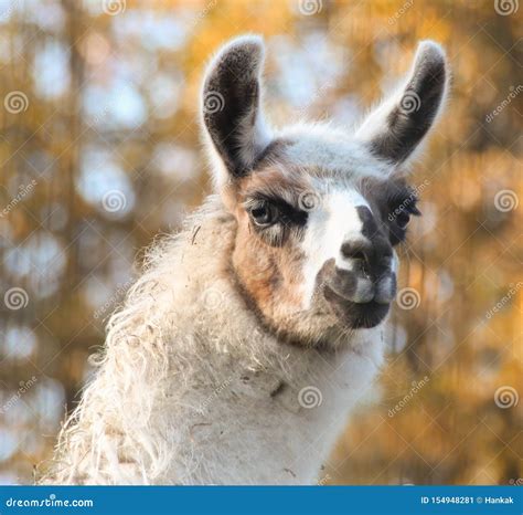 Beautiful Llama Stock Image Image Of Bokeh Beautiful 154948281