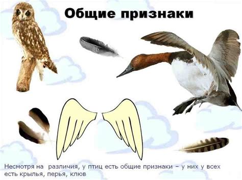 Главные признаки птиц. Схематический рисунок строения птиц.