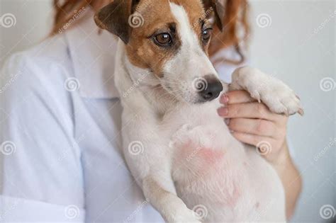 Veterinarian Holding A Jack Russell Terrier Dog With Dermatitis Stock