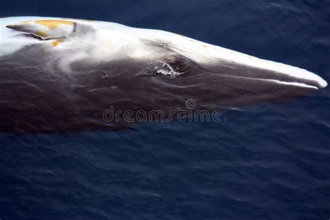 Antarctic Minke Whale in Antarctica Stock Image - Image of southern ...